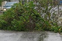 mau tempo, queda, árvores, beja, alentejo, chuva, vento forte, bombeiros, CDOS