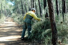 florestas, limpeza, terrenos, multa, Ministério da Agricultura e do Mar, Ministério da Administração Interna