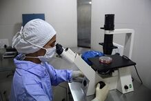 ciência, cientistas, células embrionárias, células adultas, EUA, Japão