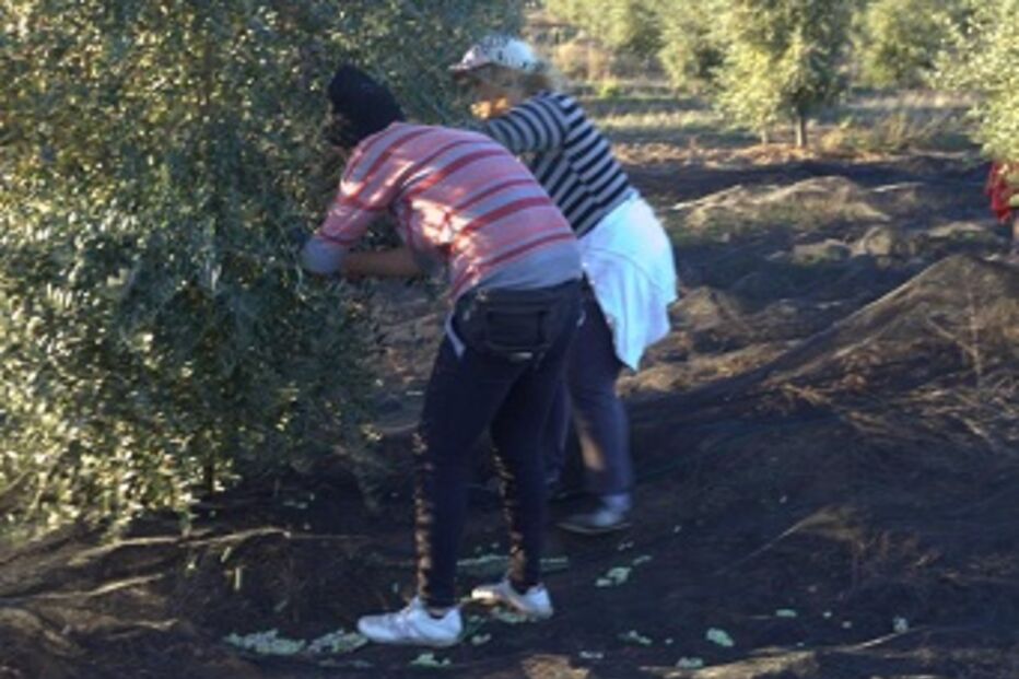 Beja, escravos, salário, imigrantes, trabalho, apanha da azeitona