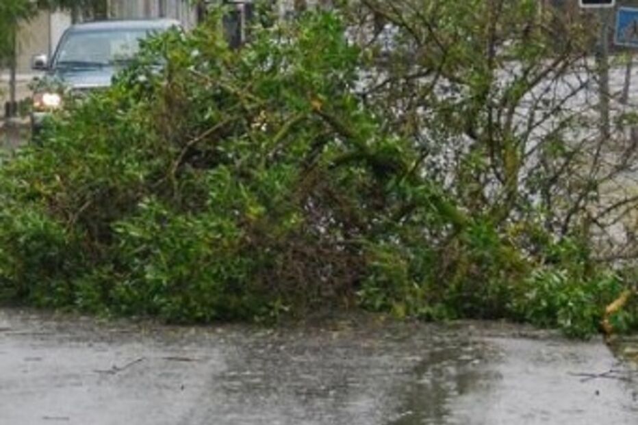 mau tempo, queda, árvores, beja, alentejo, chuva, vento forte, bombeiros, CDOS