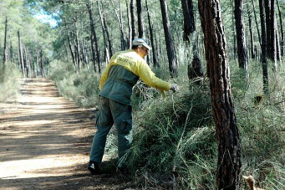 florestas, limpeza, terrenos, multa, Ministério da Agricultura e do Mar, Ministério da Administração Interna