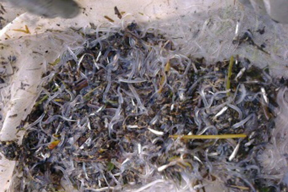 pesca, ilegal, polícia marítima, meixão, enguias