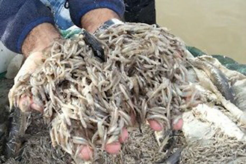 pesca, caviar, ilegal, meixão, enguia, estuário do Tejo, polícia Marítima, Lisboa