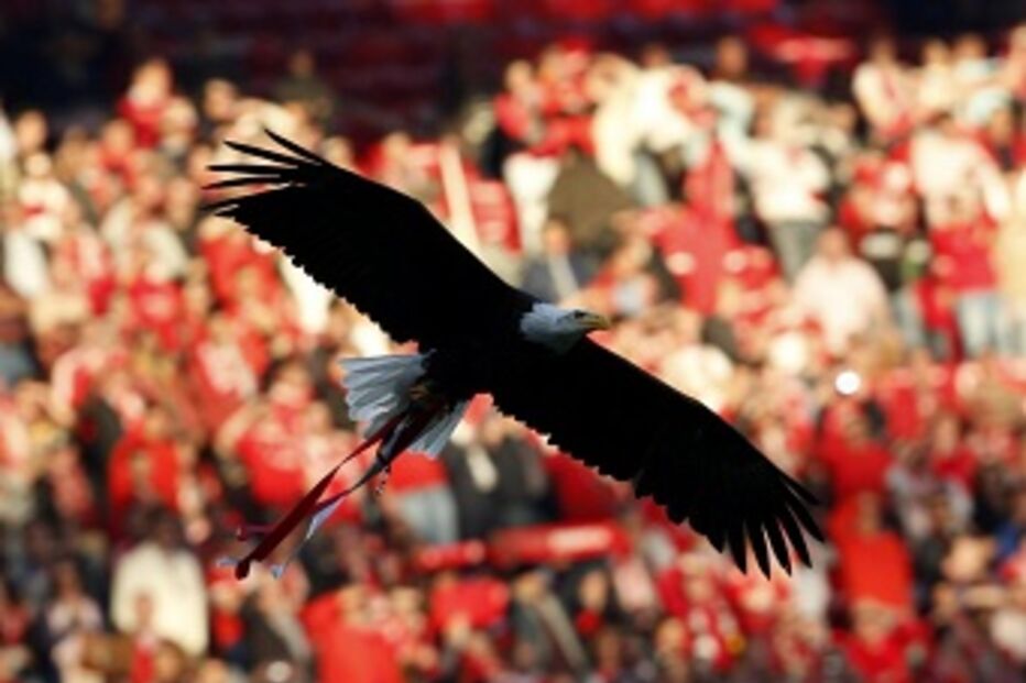 futebol, águia Vitória, símbolos, Benfica