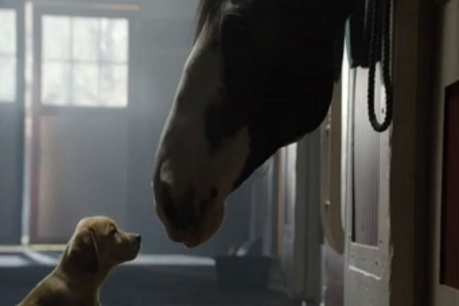 anúncio, superbowl, budweiser, cerveja