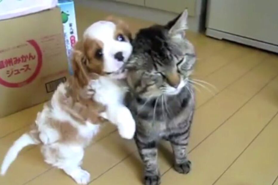 Mundo Louco, Papuça, Dentuça, animais