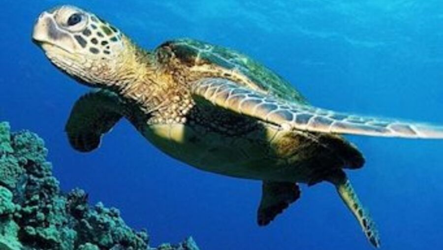 Tartarugas verdes, ambientalistas, extinção, extermínio, Ilha de Moçambique, Carlos Serra, ambientalista