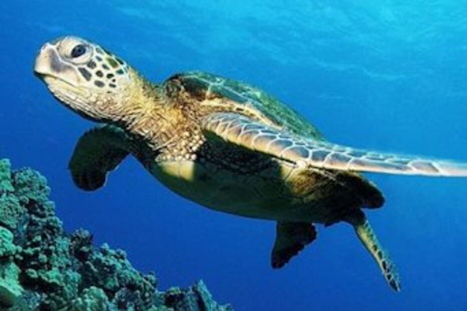 Tartarugas verdes, ambientalistas, extinção, extermínio, Ilha de Moçambique, Carlos Serra, ambientalista