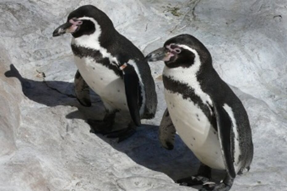 pinguins, Inglaterra, parque aquático, anti-depressivos, depressão