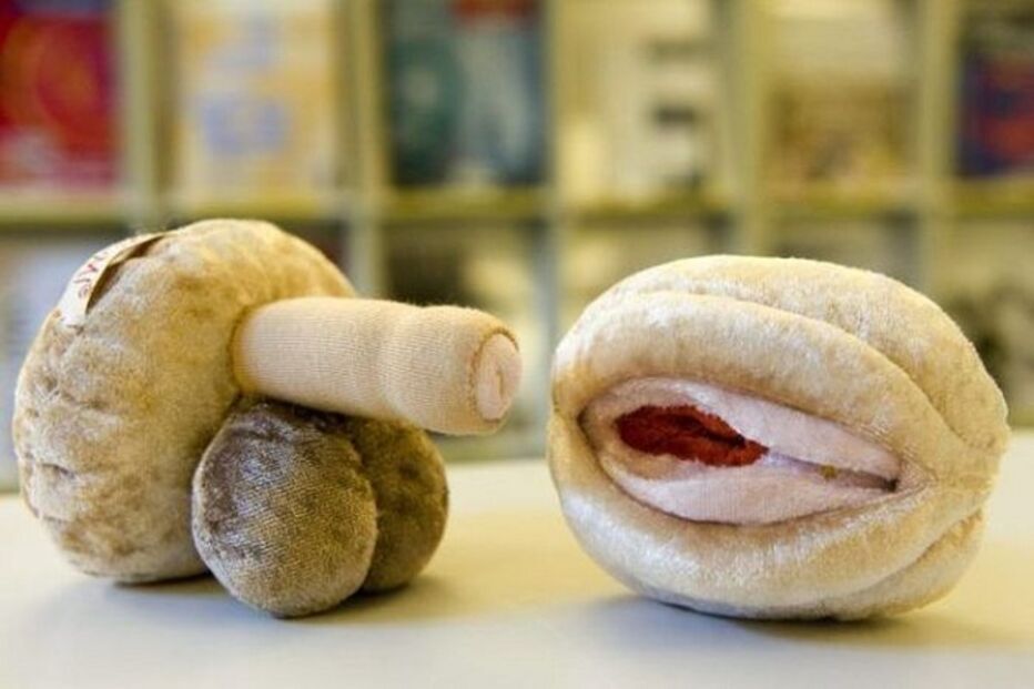 Educação sexual, escolas, Suíça, caixas de sexo, crianças, brinquedos