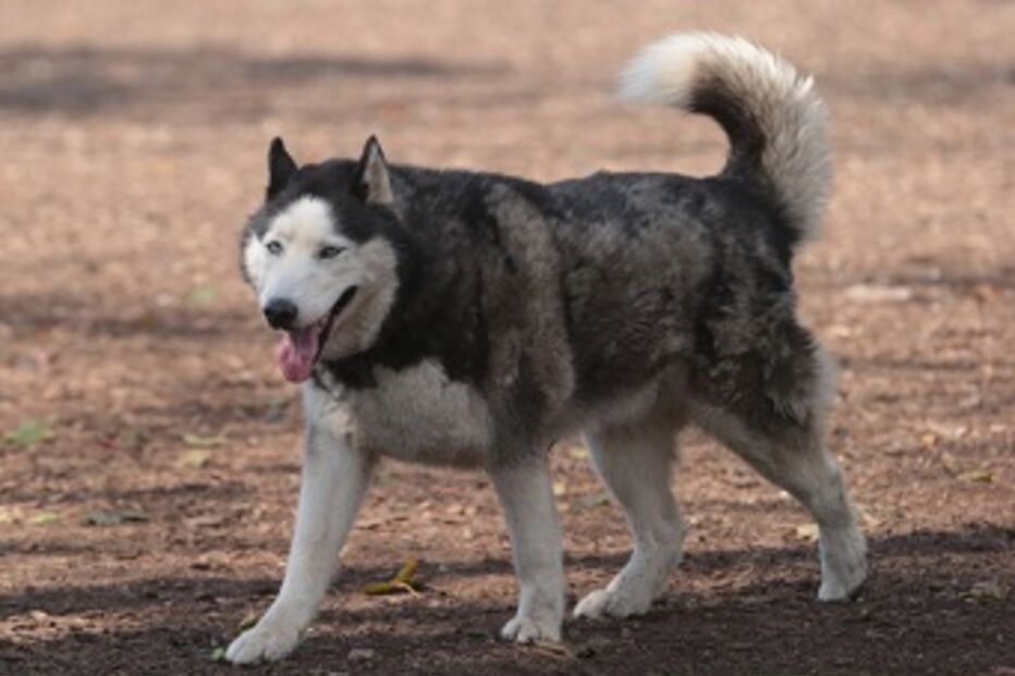 Reino Unido, cão, óbito, bebé, recém-nascido, paramédicos