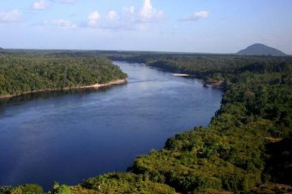 brasil, espécies, amazónia, floresta