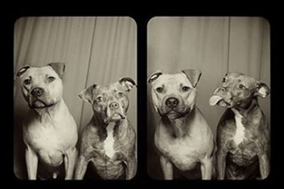 Pitbull, fotografia, Willis, Bumper