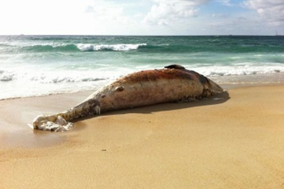 Baleia, Póvoa de Varzim