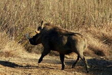 javalis, feridos, Paquistão, Islamabad, segurança, 