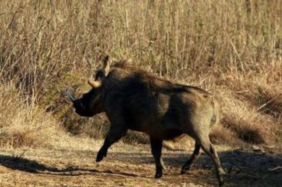 javalis, feridos, Paquistão, Islamabad, segurança, 