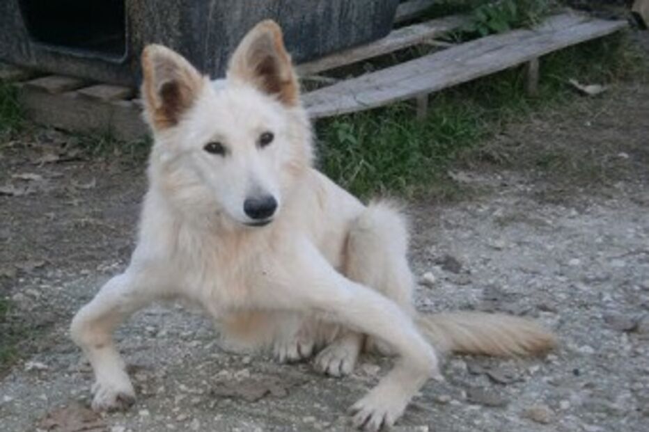 Reino Unido, cão, subnutrição, patas, Sandy, Grécia