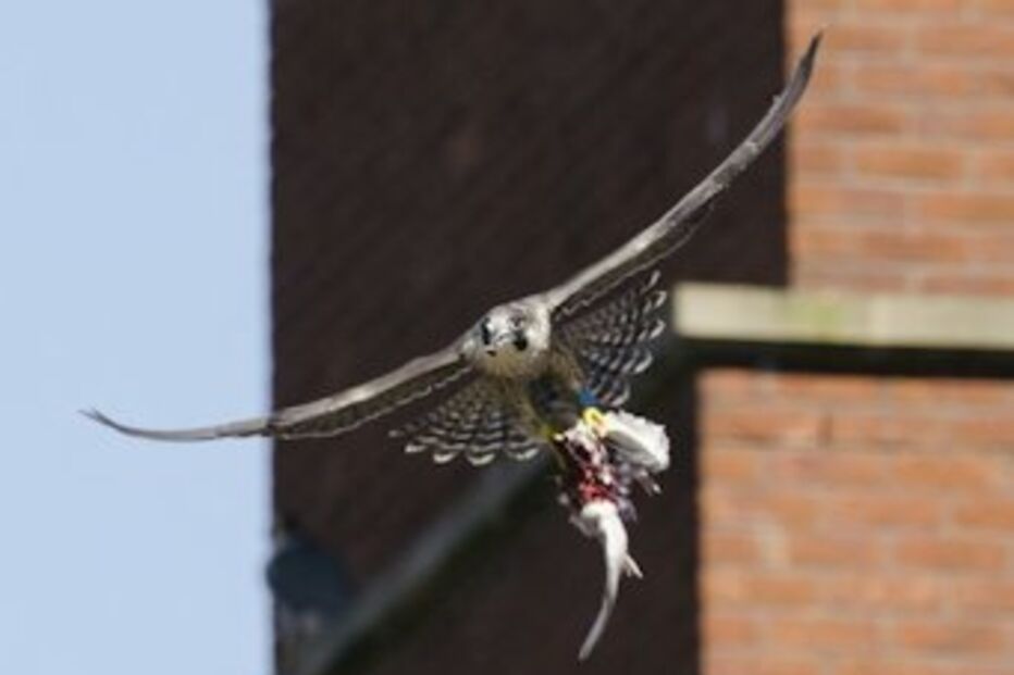 aves, rapina, caçam, pombos,cidades