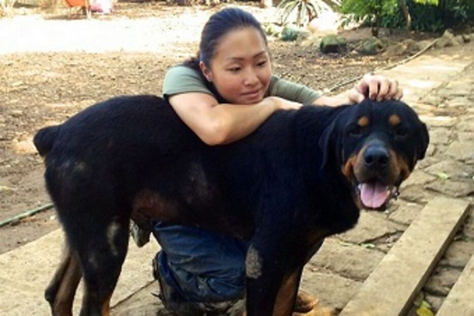 tiny,animais,cão,recuperção,amor