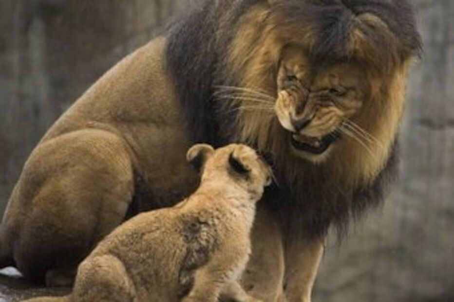 Girafa, Leão, Copenhaga, Jardim Zoológico, Zoo, Abate