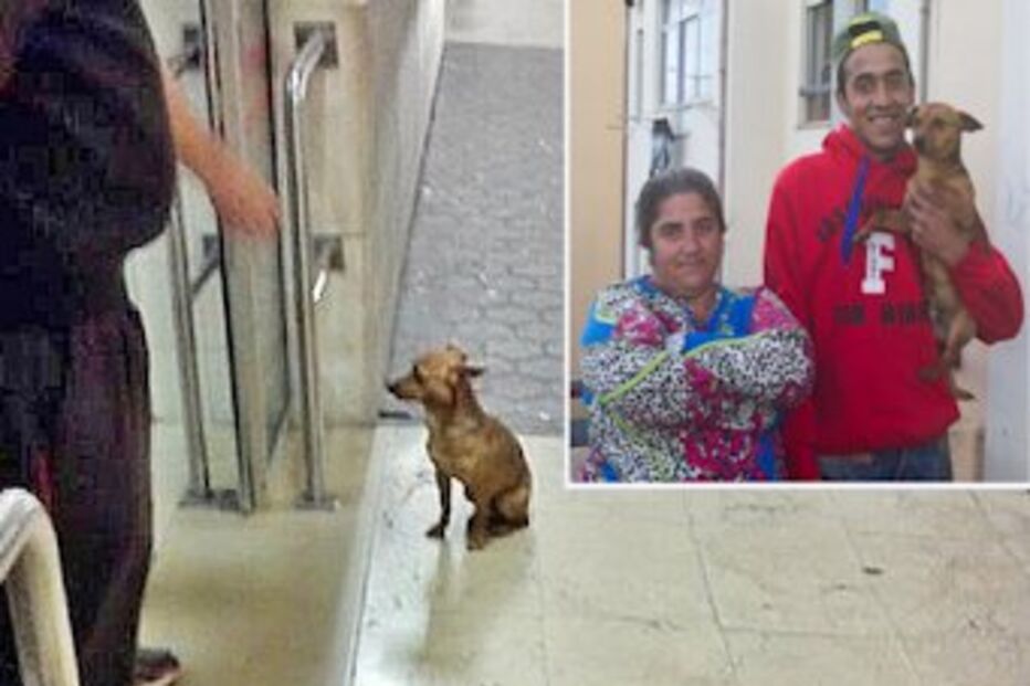 Nero, cão, Coimbra, hospital, Urgência, Maria Assunção
