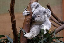 A moda das selfies já chegou ao coalas