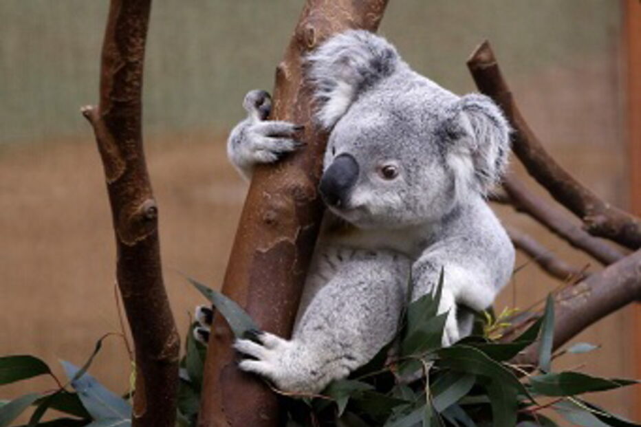 A moda das selfies já chegou ao coalas