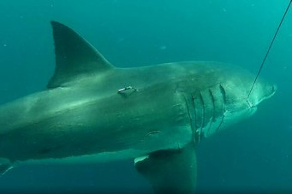tubarão branco, Austrália, oceano, animal, monitorizar, captura, tubarão