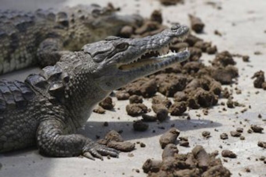 zimbabué, áfrica do sul, emigração ilegal, crocodilos