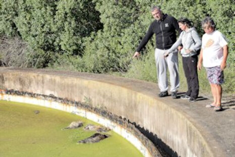 Silves, cães, morte, lagoa, ETAR, putrefação