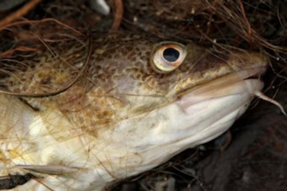 bacalhau, vibrador, Noruega, Bjorn Frilund