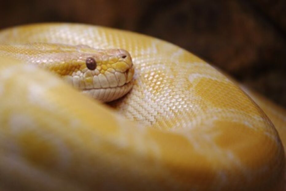 Austrália, austríaco, píton, saco, polícia, dono, animal, procura, motorista, descansar, floresta, Viena, réptil, proprietário, cobra, loja