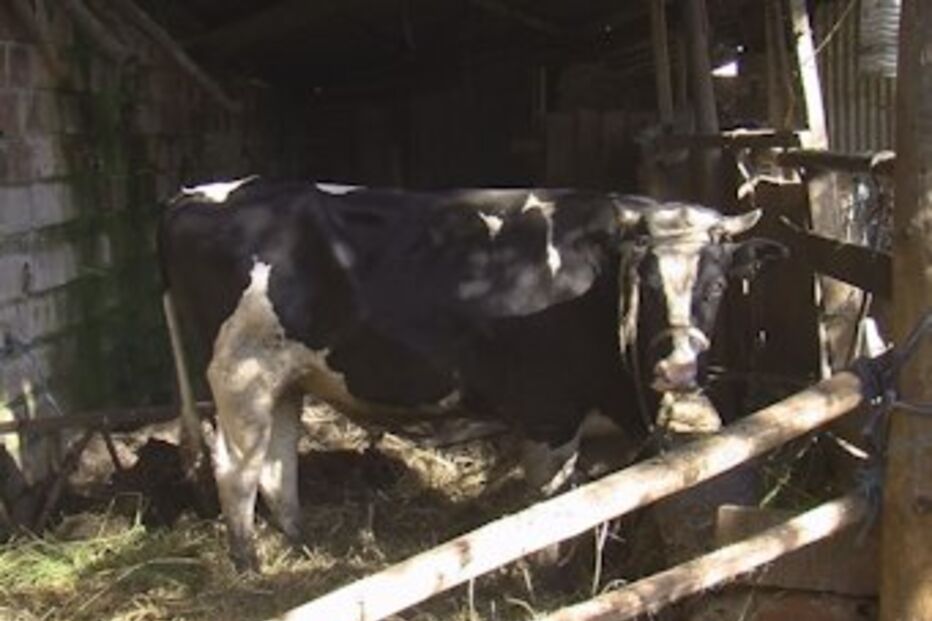 furtos, assustam, criadores, de, gado