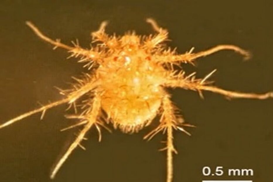 Animais, Paratarsotomus macropalpis, chita, grupo, investigadores, EUA, terrestre, ácaro, mover-se, velocidade, movimentos corporais, besouro-tigre