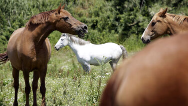 Garanhões à venda por milhares de euros