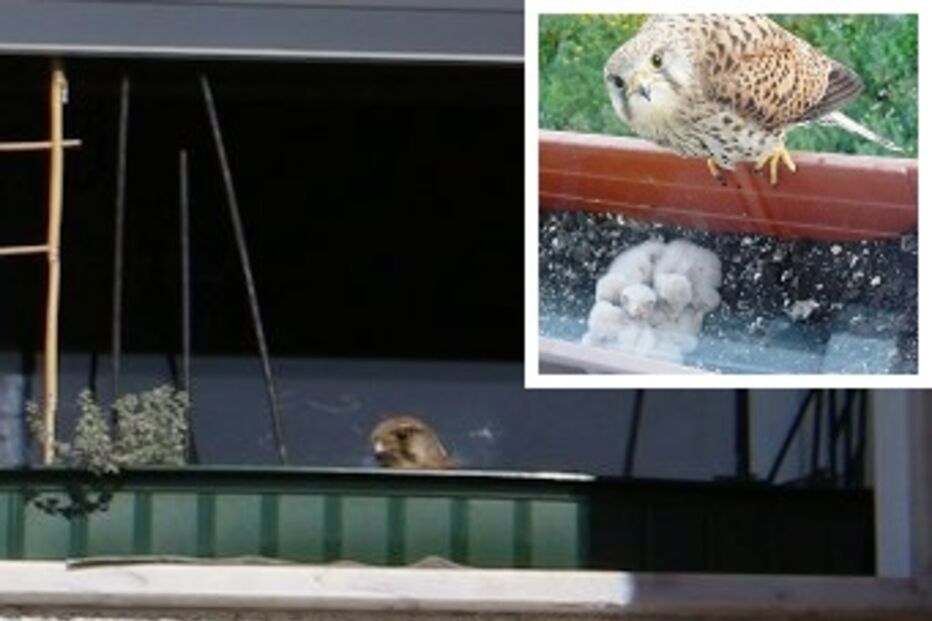 sociedade, falcões, regresso