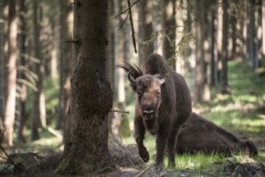 Nepal, queimar, mulher, mota, dote, vítima, sobreviver, gravidez, aborto, Banke