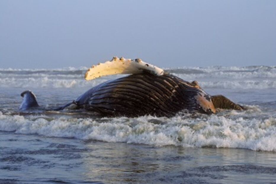 Algarve, baleia-corcunda, costa, Tavira, praia, Cabanas, Polícia Marítima, 