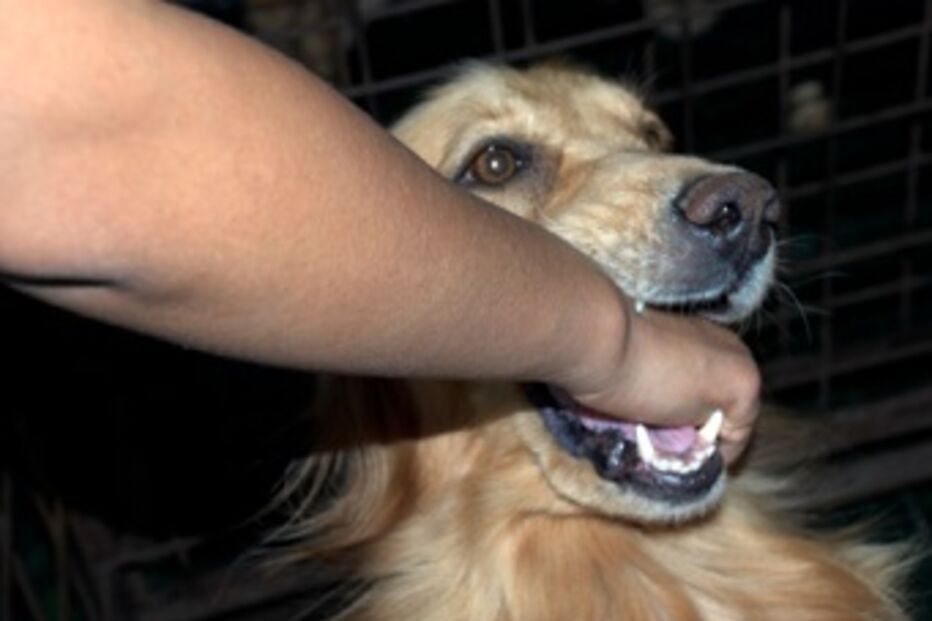 Monte Gordo, mordido, cão, dono, animal, ferido, braço, zona de Portelinha, Lever, Vila Nova de Gaia, GNR