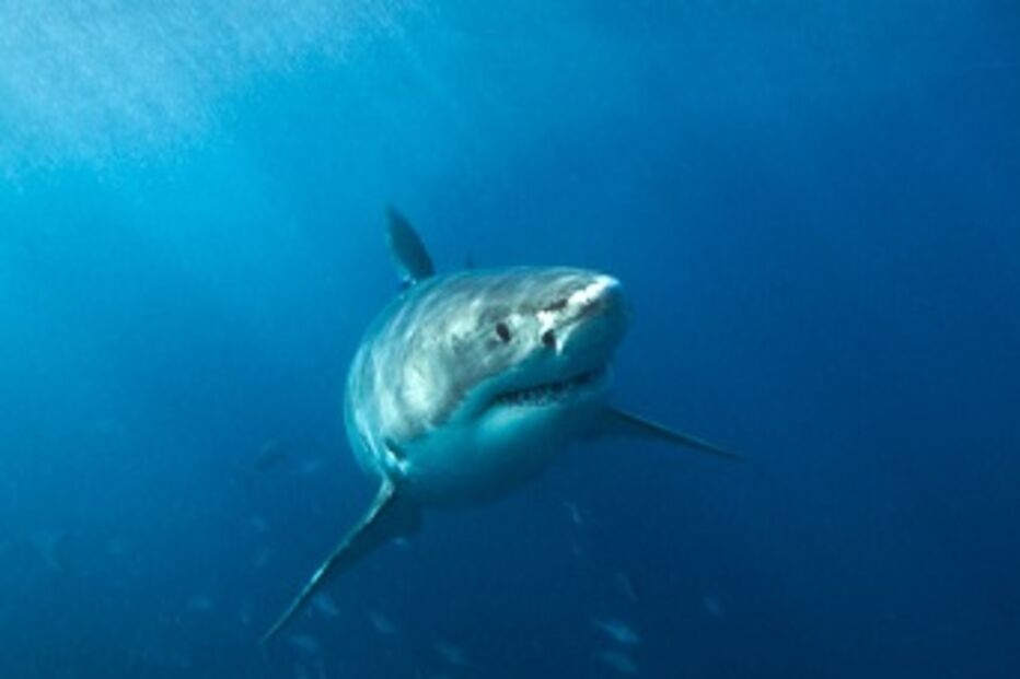 Homem sobrevive a ataque de tubarão branco