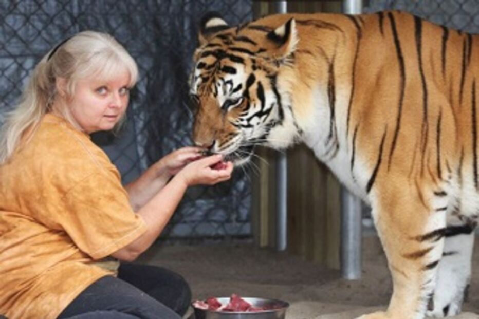 animais, tigre, bengala, casa, EUA