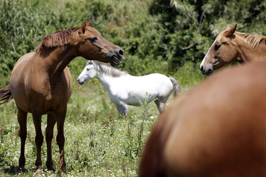 Cavalo Lusitano, Exportações, Jordânia, Ricardo Bixo, Dressage, Equitação, Herdade das Coelheiras, Ferraz da Costa, Herdade da Sernadinha, Luís Pidwell, GNR, Coudelaria de Santa Margarida, Coudelaria de Alter do Chão, Quinta das Silveiras, Samora Correia, Puro Sangue, Manuel Paim 
