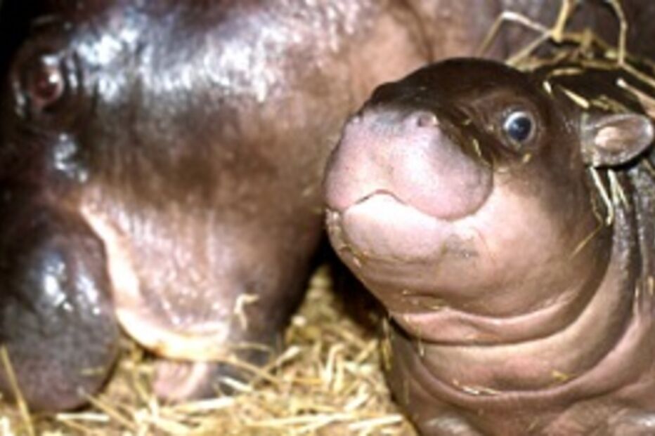 Porto, Zoo, hipopótamo, cria, santo inácio, animais