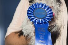 EUA, cães, feios, concurso, Califórnia