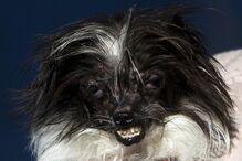 EUA, cães, feios, concurso, Califórnia