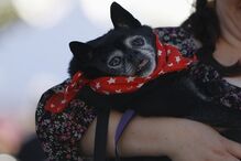 EUA, cães, feios, concurso, Califórnia