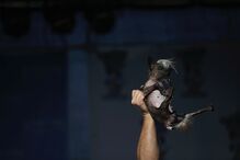 EUA, cães, feios, concurso, Califórnia