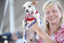 EUA, cães, feios, concurso, Califórnia