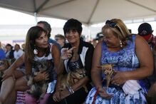EUA, cães, feios, concurso, Califórnia